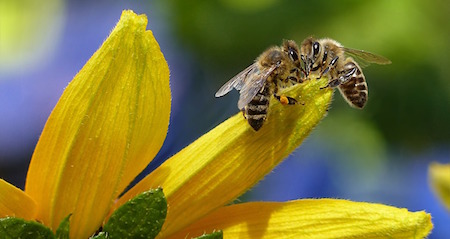 Jak zmírnit homeopaticky následky včelího štípnutí či bodnutí hmyzem 