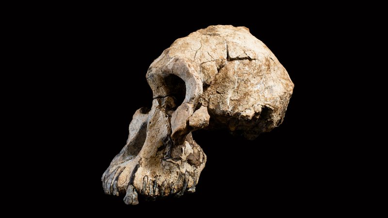 Lebka Australopithecus anamensis